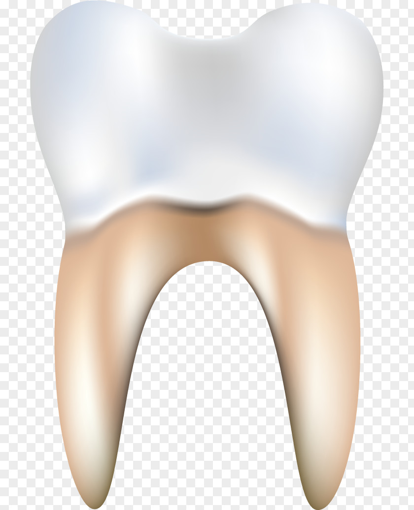 Vector Teeth And Gums Tooth Dentistry Euclidean PNG