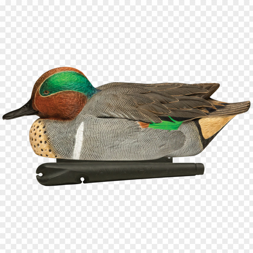 Canada Goose Mallard Duck Decoy Green-winged Teal Hunting PNG