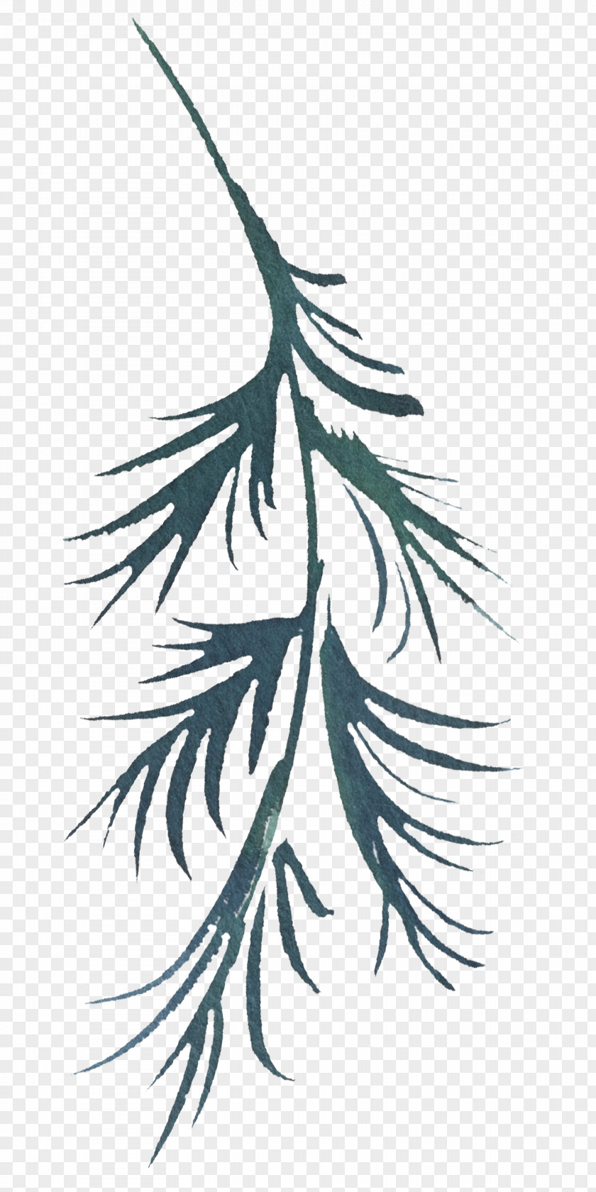 Colorado Spruce Feather PNG