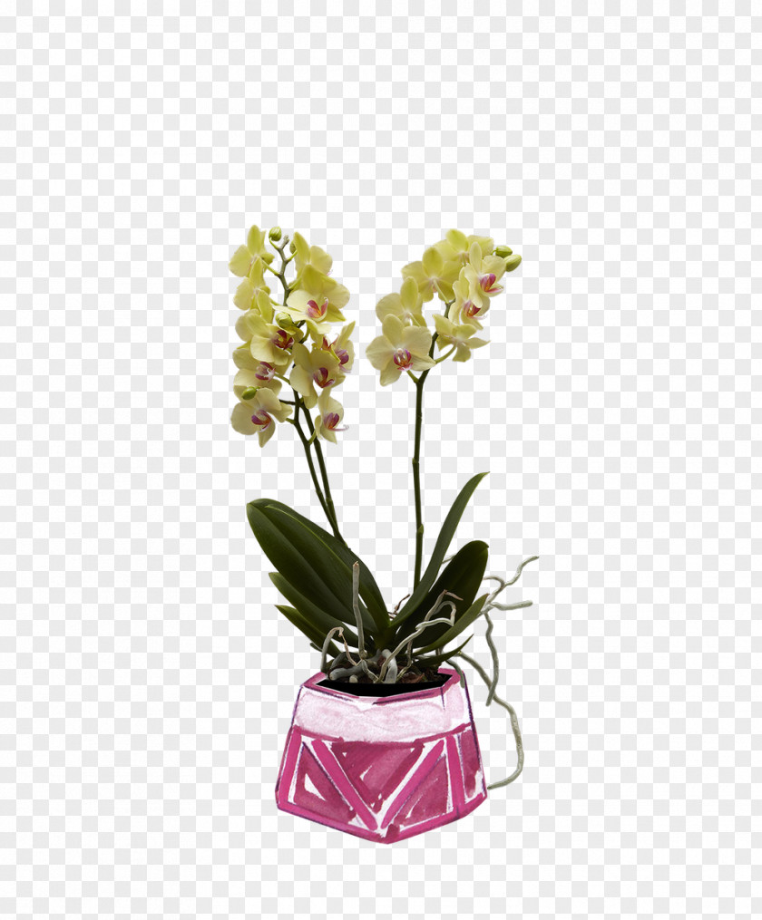 Flower Moth Orchids Cut Flowers Boat Orchid PNG