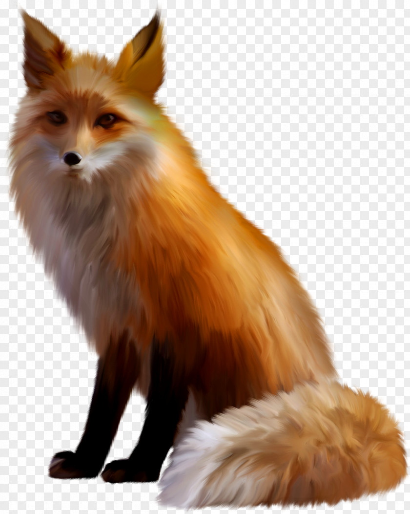 Fox Red Arctic Clip Art PNG