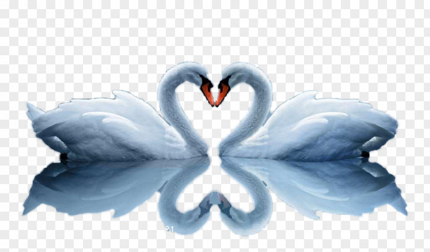 Two Swans Love High-definition Video Embroidery Television Wallpaper PNG