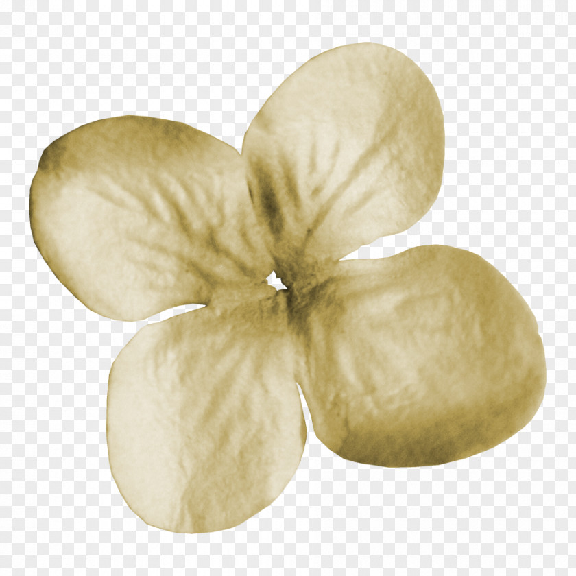 White,Clover White Clover Four-leaf PNG