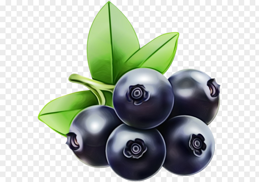 Chokeberry Tree Fruit PNG