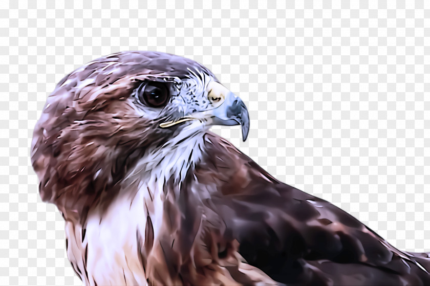 Falcon Kite Bird Of Prey Hawk Beak Peregrine PNG