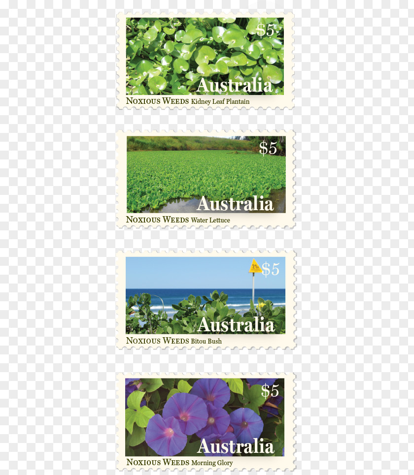 Poster Stamp Design Leaf Green Ecosystem Herb PNG