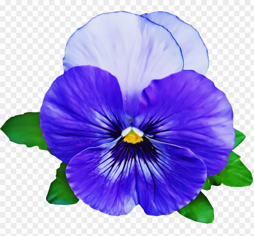Violet Family Viola Flower Petal Pansy Purple PNG
