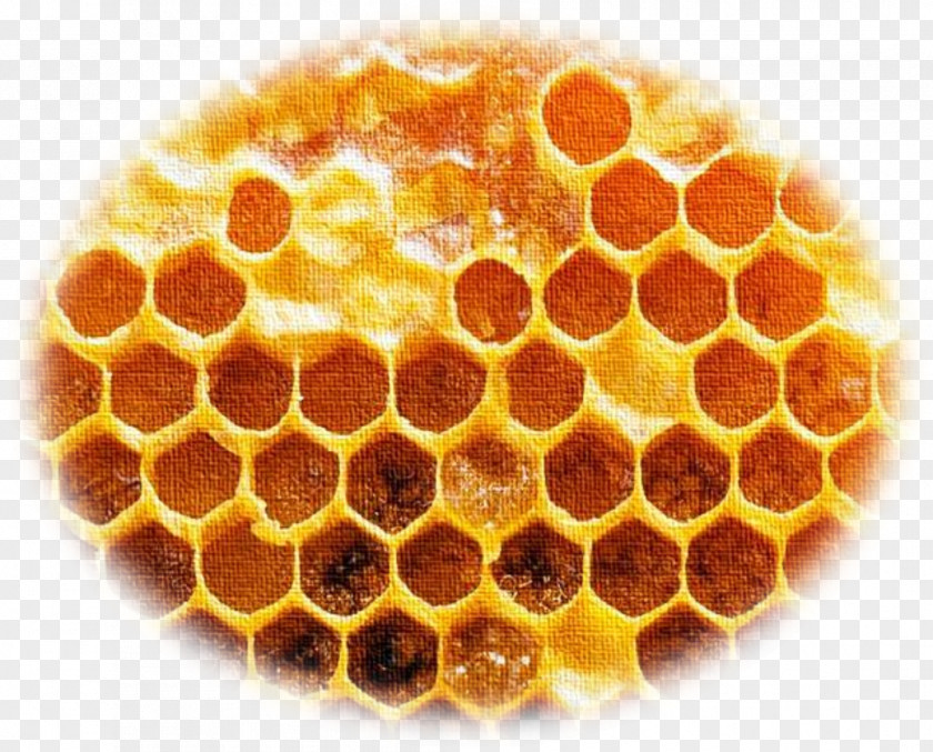 Bee Honeycomb Propolis Photography Image PNG