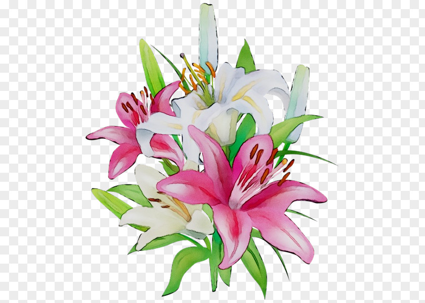 Clip Art Portable Network Graphics Flower Easter Lily 'Stargazer' PNG