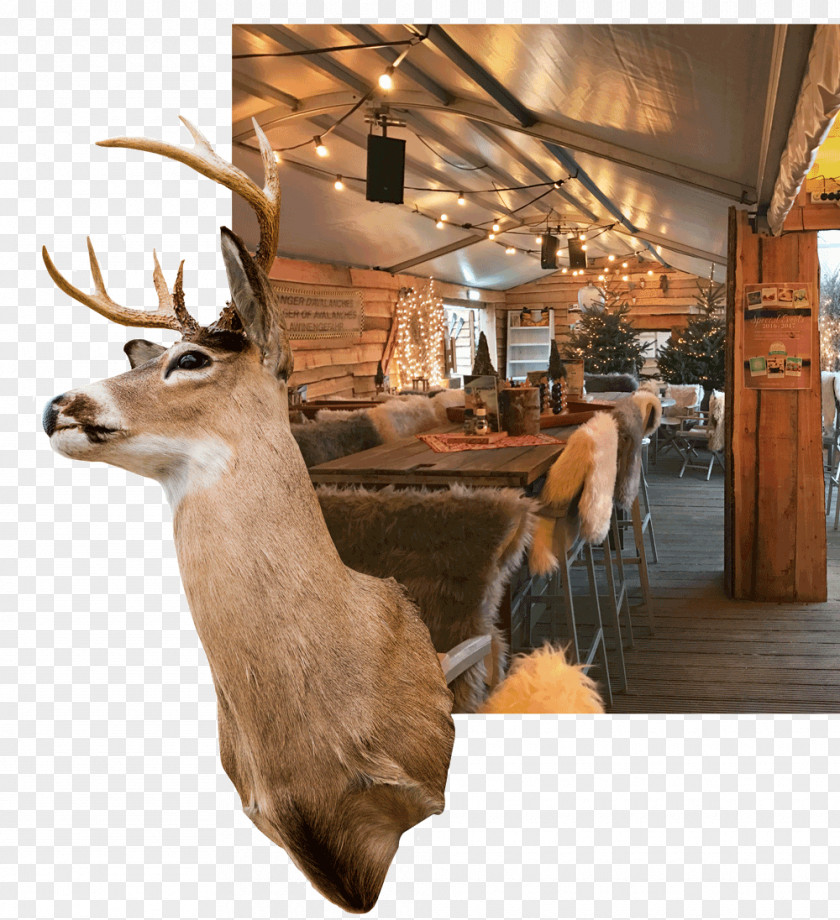 Deer Noordwijk Fauna Map Christmas Dinner PNG