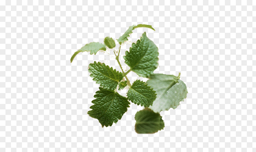 Green Oil Plant Lemon Balm Photosynthesis PNG