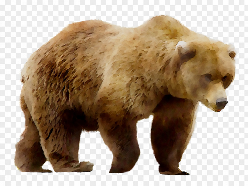 Grizzly Bear Art Painting Poster PNG
