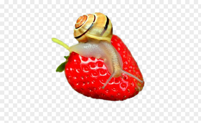 On Snail Strawberry Slime Gastropod Shell Fruit Mollusc PNG