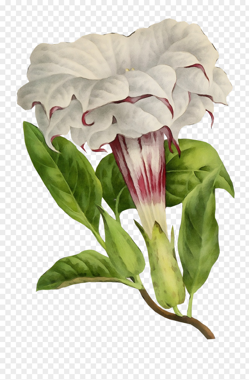 Anthurium Petal Flower White Plant Pink PNG