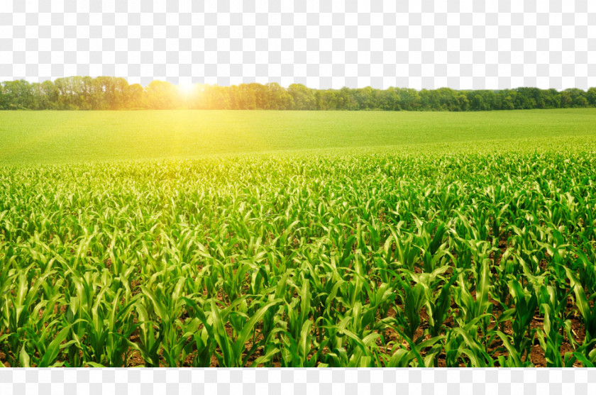Corn Fields In Front Of The Woods PNG fields in front of the woods clipart PNG