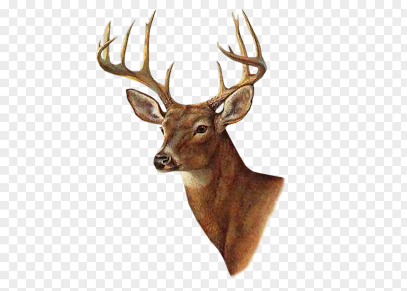 Deer White-tailed Painting Printmaking AllPosters.com PNG