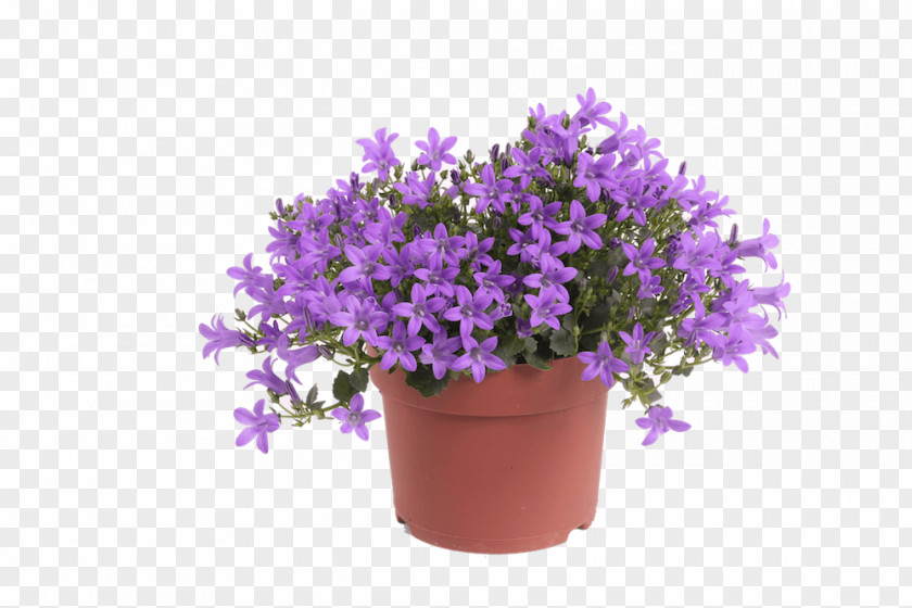 Potted Plants Beekenkamp B.V. English Lavender Flowerpot Ornamental Plant PNG