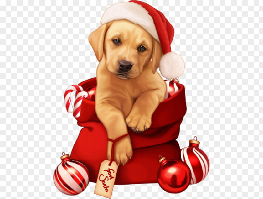 Puppy Pug New Year Christmas 0 PNG