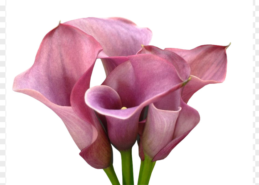 Rose Garden Roses Arum Lilies Cut Flowers Arum-lily PNG
