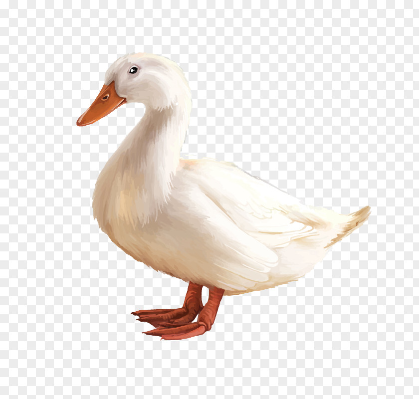 White Goose Duck American Pekin PNG