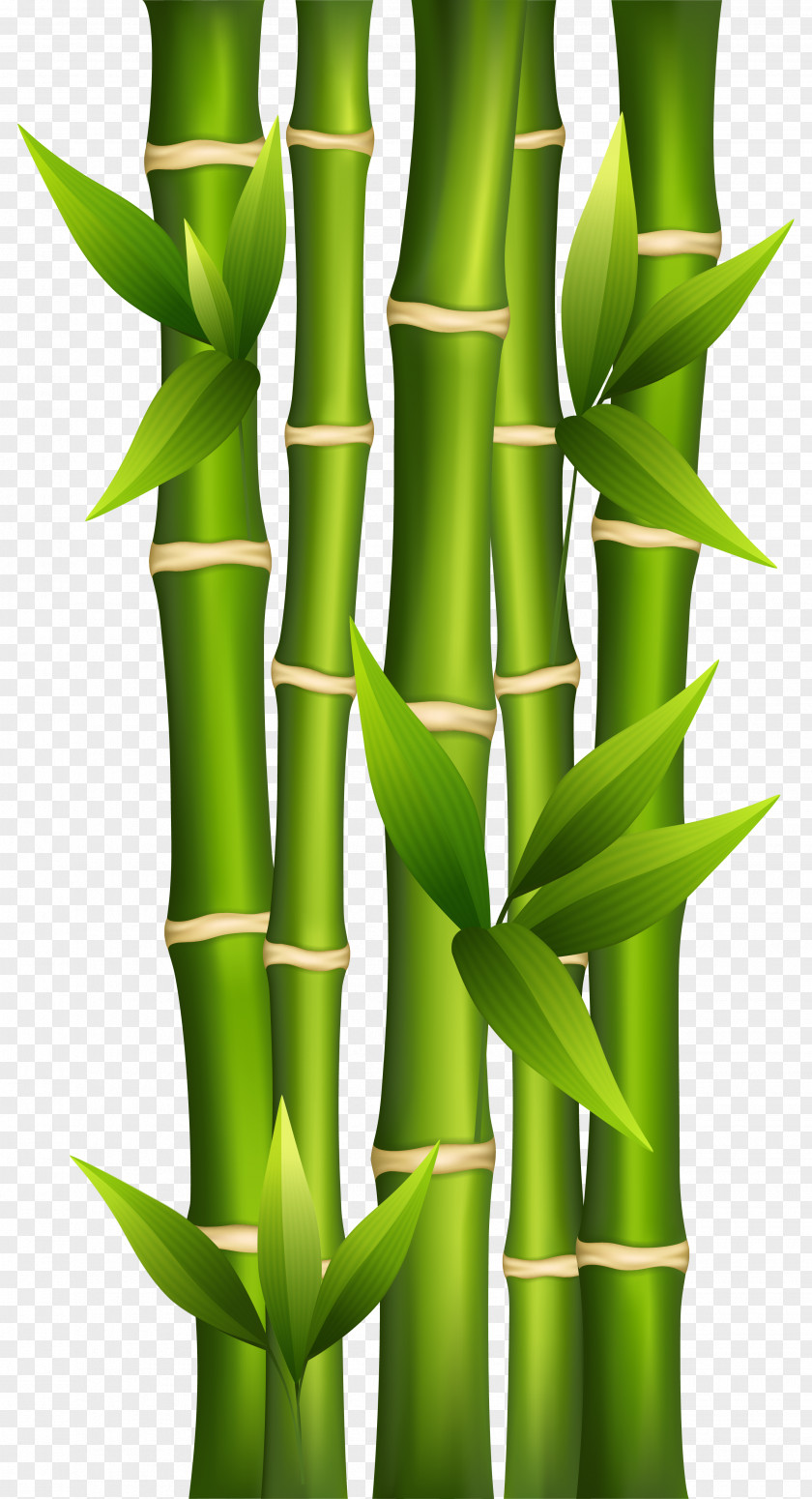 Bamboo Background Cliparts Shoot Plant Stem Clip Art PNG