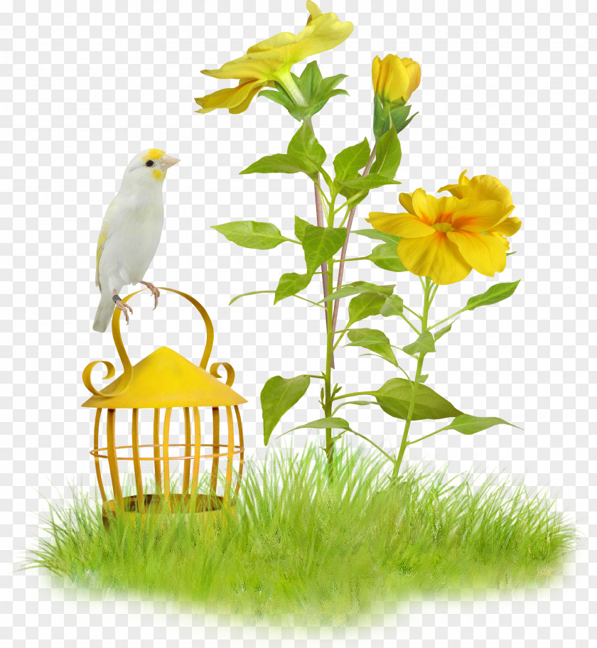Birds Photography Easter PhotoFiltre PNG