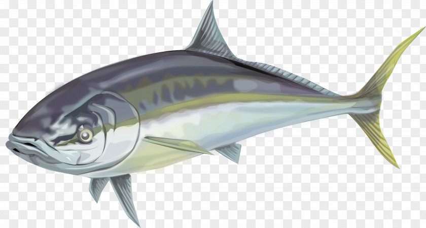 Fish Swordfish Thunnus Oily Mackerel PNG