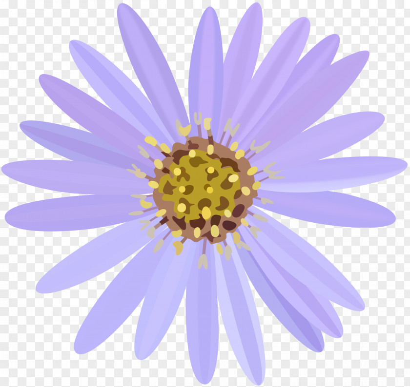 Flowering Plant Annual Oxeye Daisy PNG