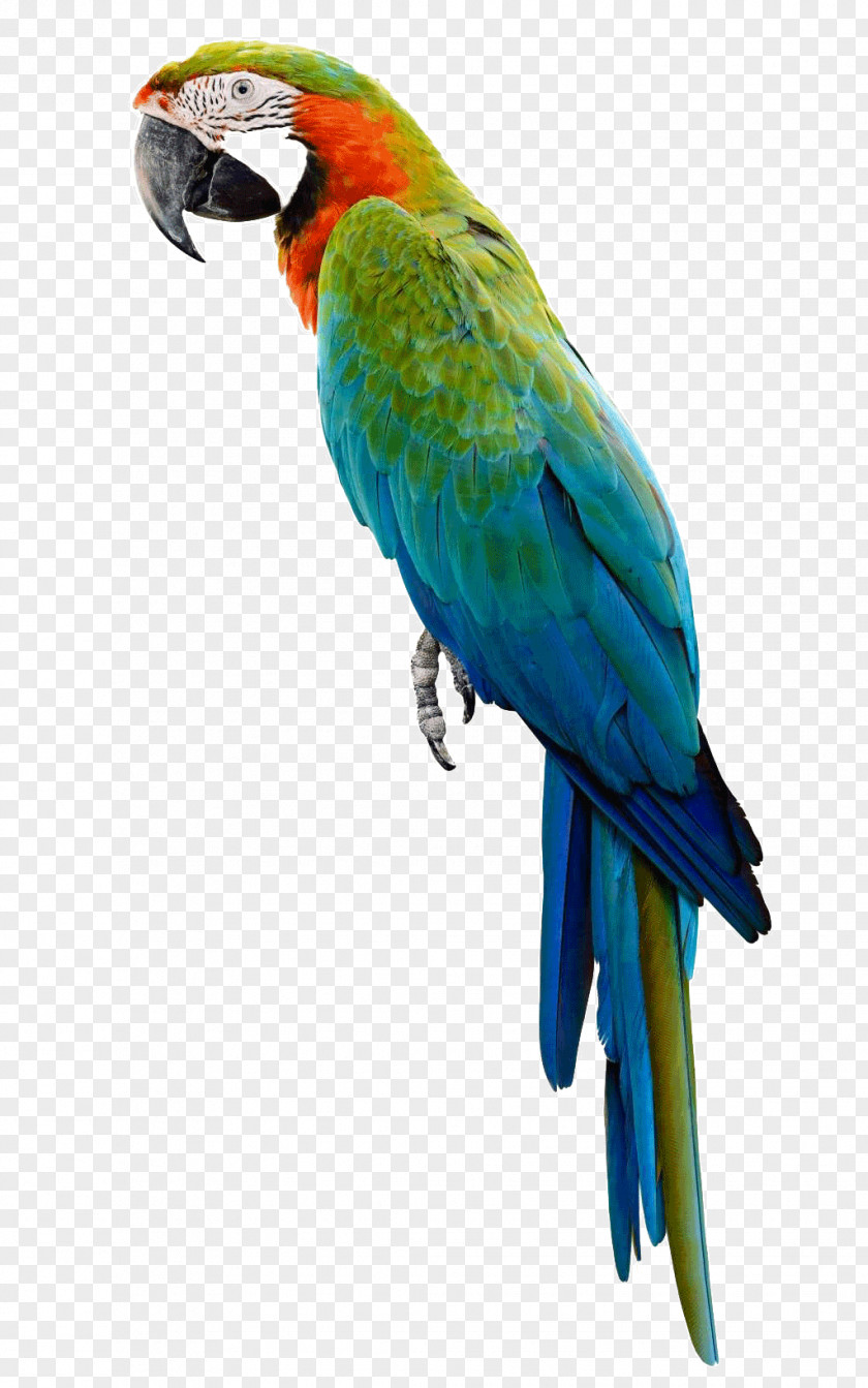 Parrot Companion Bird Budgerigar Macaw PNG