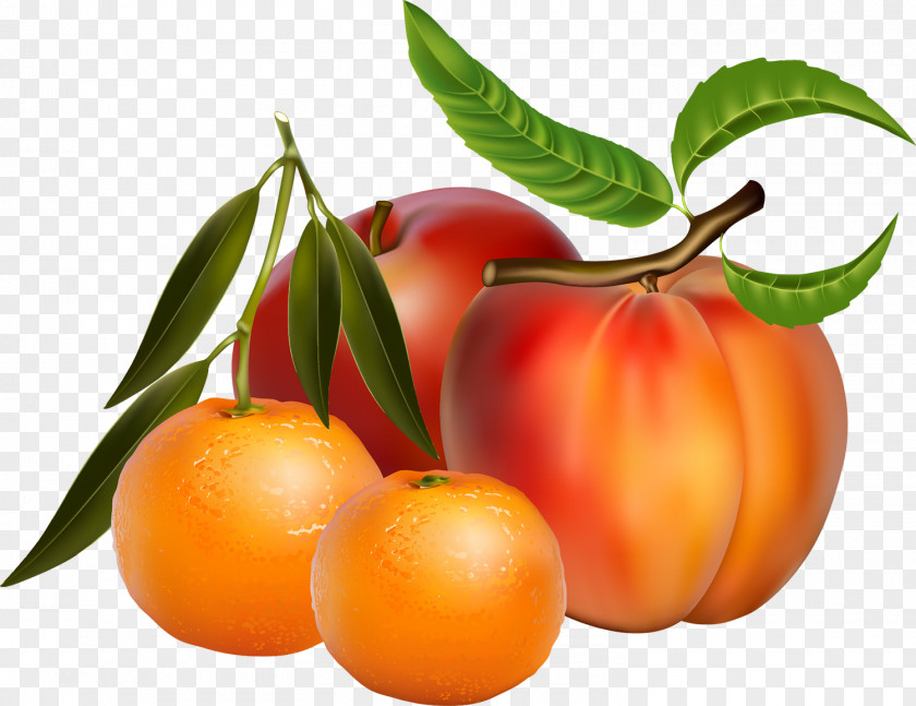 Tangerine Fruit Drawing Clip Art PNG