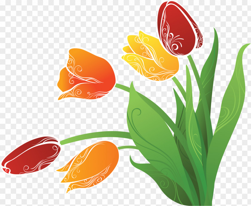 Tulip Flower Drawing PNG