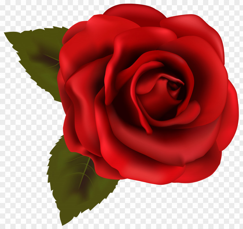 Beautiful Red Rose Transparent Clip Art Image PNG