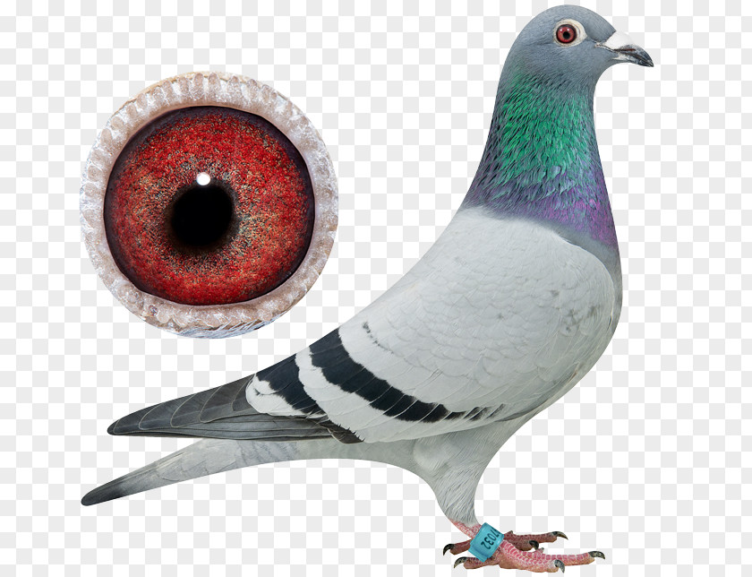 Bird Pigeons And Doves Homing Pigeon Racing Typical PNG