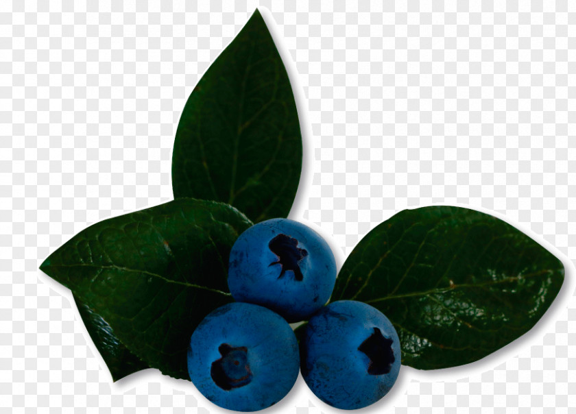Blueberry Fruit Bilberry Product Leaf PNG
