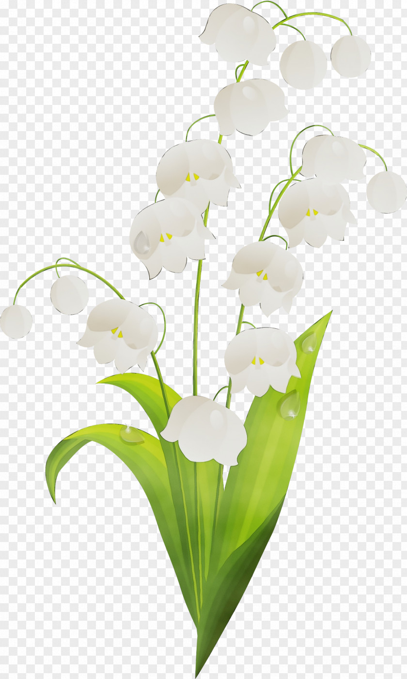 Flower Plant Lily Of The Valley Petal Terrestrial PNG