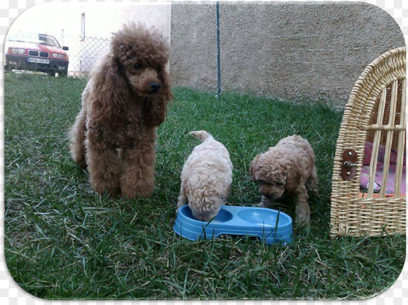 Welpen Standard Poodle Miniature Spanish Water Dog Lagotto Romagnolo PNG