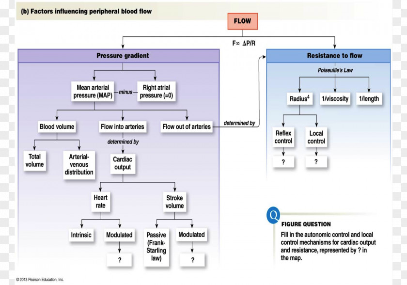 Blood Pressure Mean Arterial Hemodynamics Artery PNG