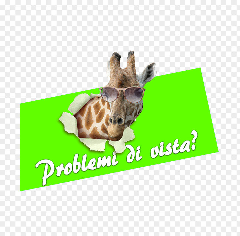 Giraffe Display Window Customer Vetrofania Decoratie PNG