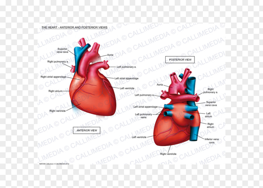 Heart Braunwald's Disease: Review And Assessment A Textbook Of Cardiovascular Medicine Anatomy Cardiology PNG
