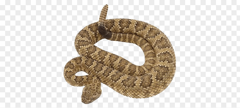 Snake Rattlesnake Vipers Clip Art PNG