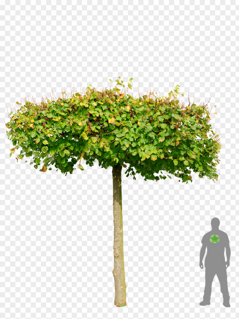 Tree Shrub Flowerpot Plane Trees Branching PNG