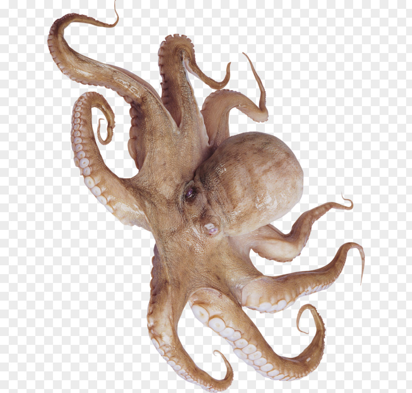 Typical Octopuses Squid Cephalopod Sashimi PNG