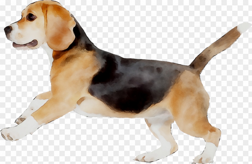Beagle-Harrier English Foxhound American PNG