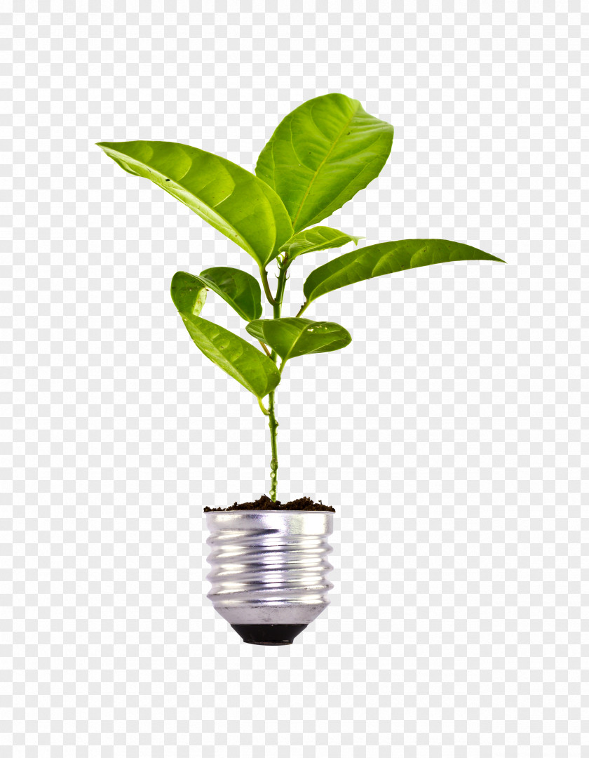 Bulb On The Plant Euclidean Vector Natural Environment Icon PNG