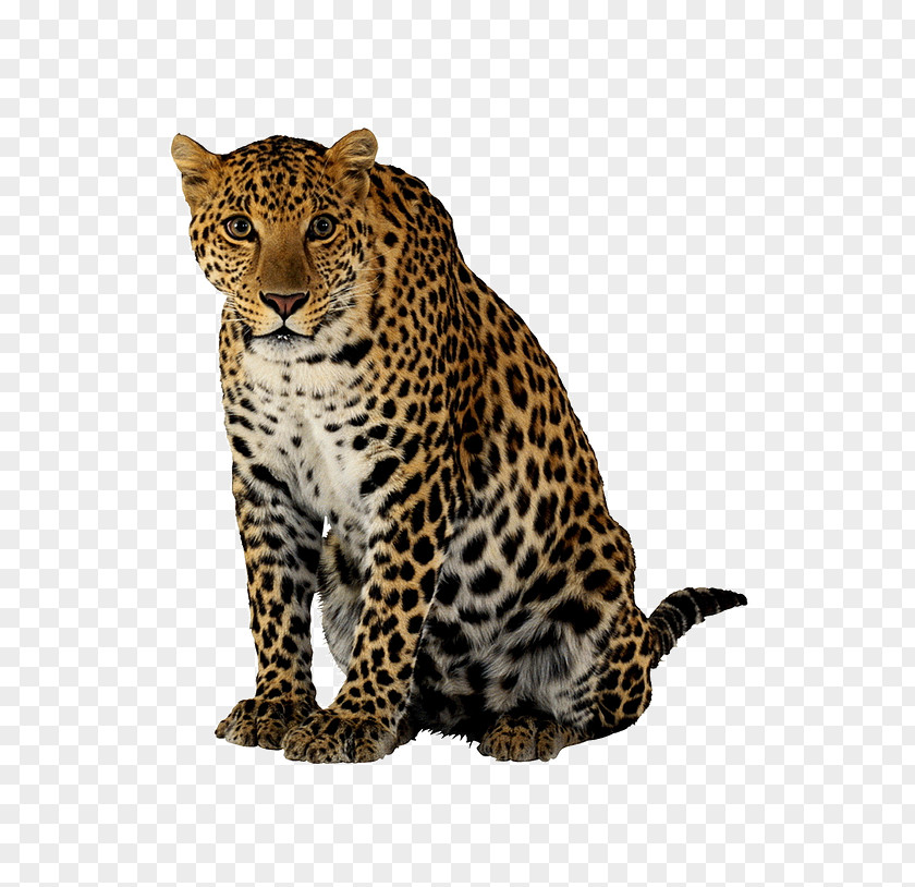 Cheetah Leopard Lion Felidae PNG