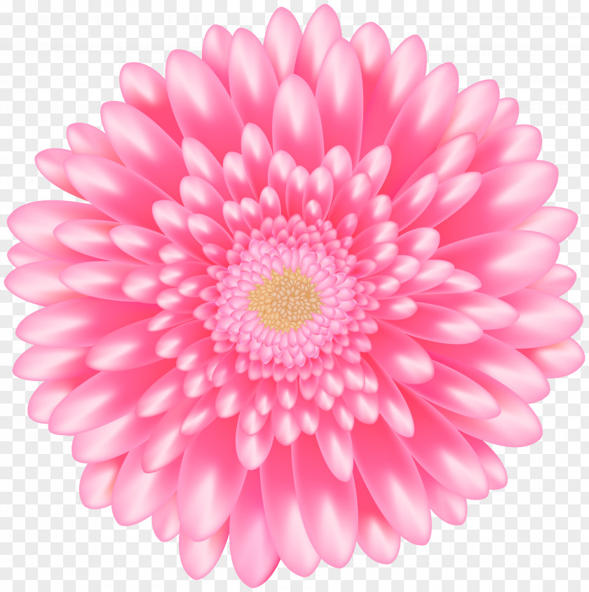 Daisy Family Cut Flowers Flower Pink Gerbera Petal Barberton PNG