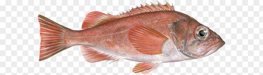 Fish Northern Red Snapper Acadian Redfish Products Rose PNG