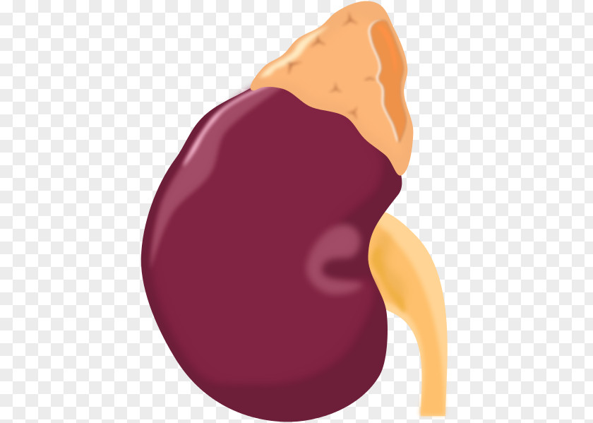 Heart Adrenal Gland Kidney Clip Art PNG