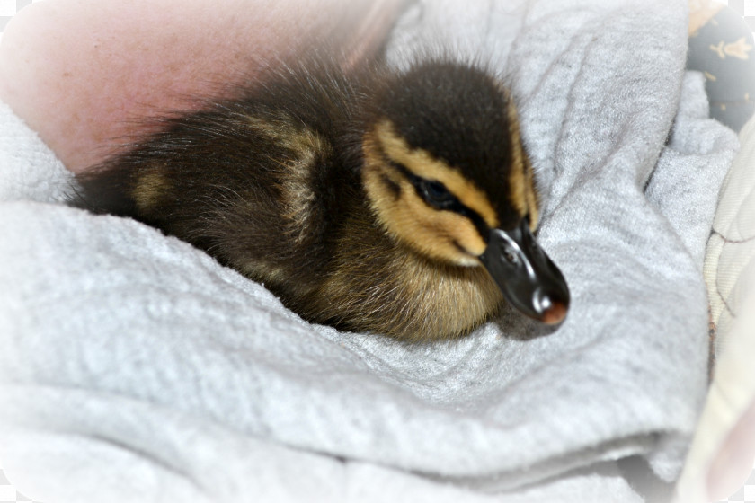 Snuggly Duckling Duck Beak Animal PNG