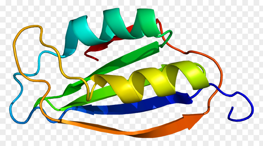 ACYP2 Acylphosphatase Protein Gene Human PNG